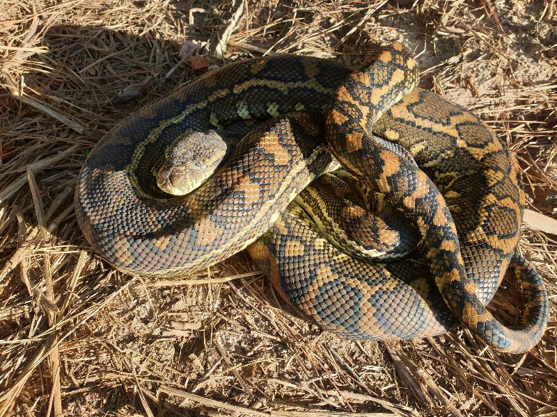 Coastal_Carpet_Python__Morelia_spilota_mcdowelli__513.jpg