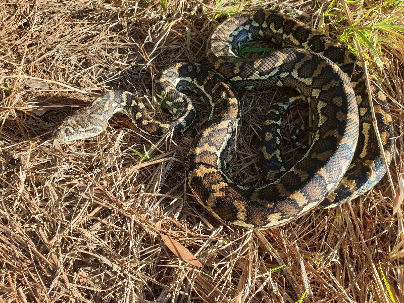 Coastal_Carpet_Python__Morelia_spilota_mcdowelli__514.jpg