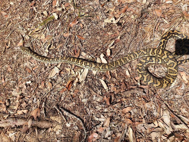 Coastal_Carpet_Python__Morelia_spilota_mcdowelli__517.jpg