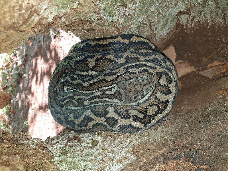 Coastal_Carpet_Python__Morelia_spilota_mcdowelli__522.jpg