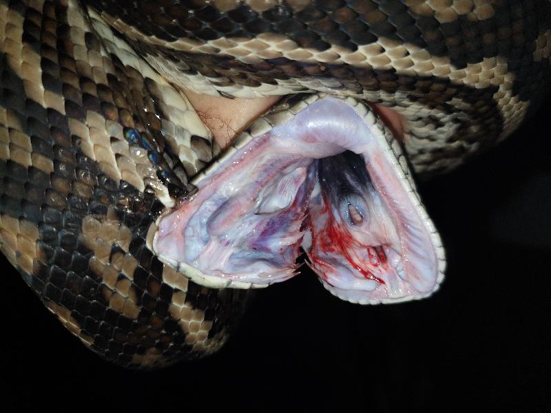 Coastal_Carpet_Python__Morelia_spilota_mcdowelli__545.jpg