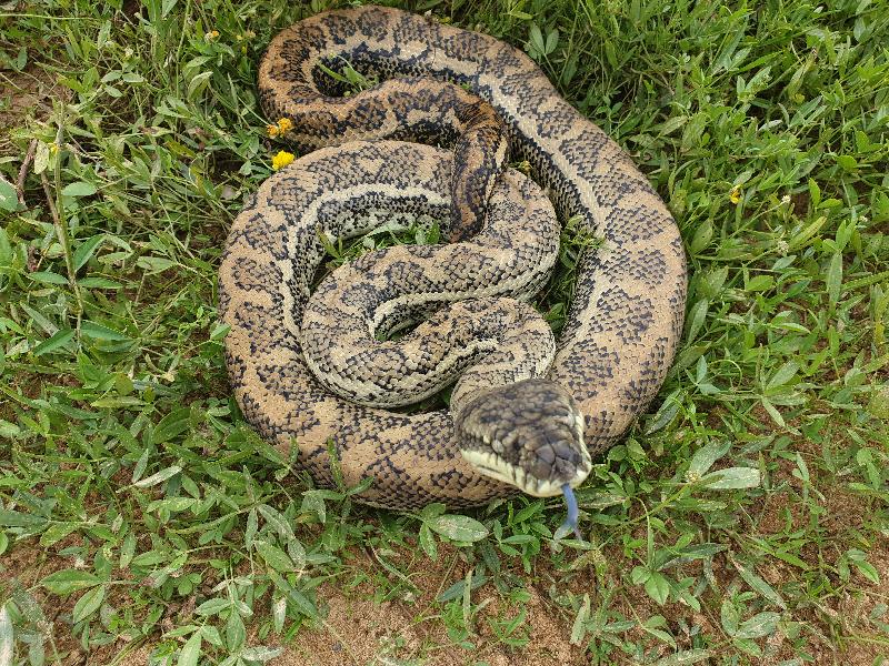 Coastal_Carpet_Python__Morelia_spilota_mcdowelli__548.jpg