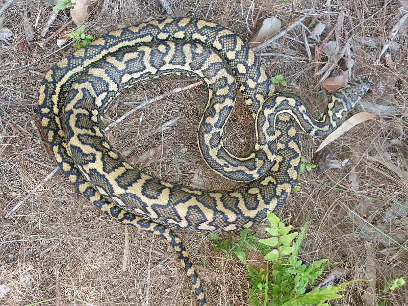 Coastal_Carpet_Python__Morelia_spilota_mcdowelli__566.jpg