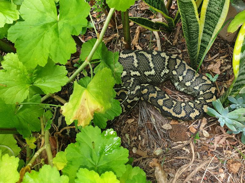 Coastal_Carpet_Python__Morelia_spilota_mcdowelli__584.jpg