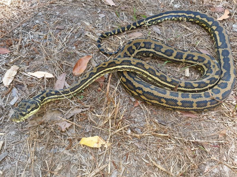 Coastal_Carpet_Python__Morelia_spilota_mcdowelli__587.jpg