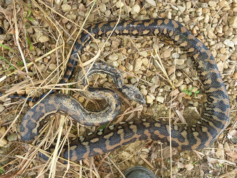 Coastal_Carpet_Python__Morelia_spilota_mcdowelli__594.jpg