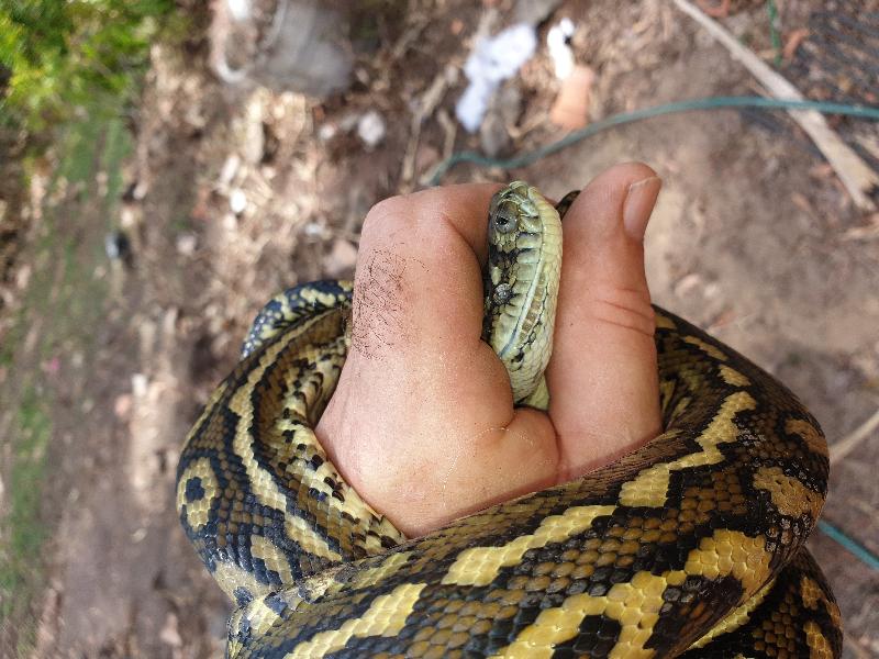 Coastal_Carpet_Python__Morelia_spilota_mcdowelli__599.jpg