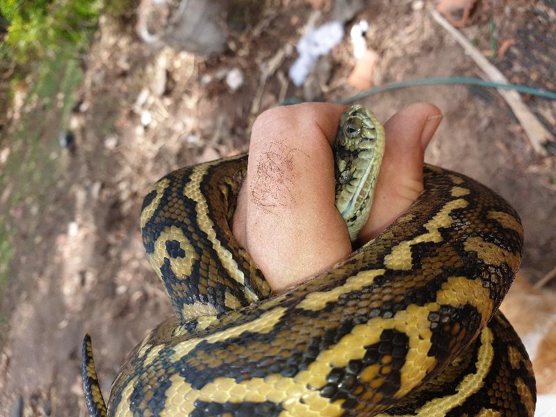 Coastal_Carpet_Python__Morelia_spilota_mcdowelli__600.jpg