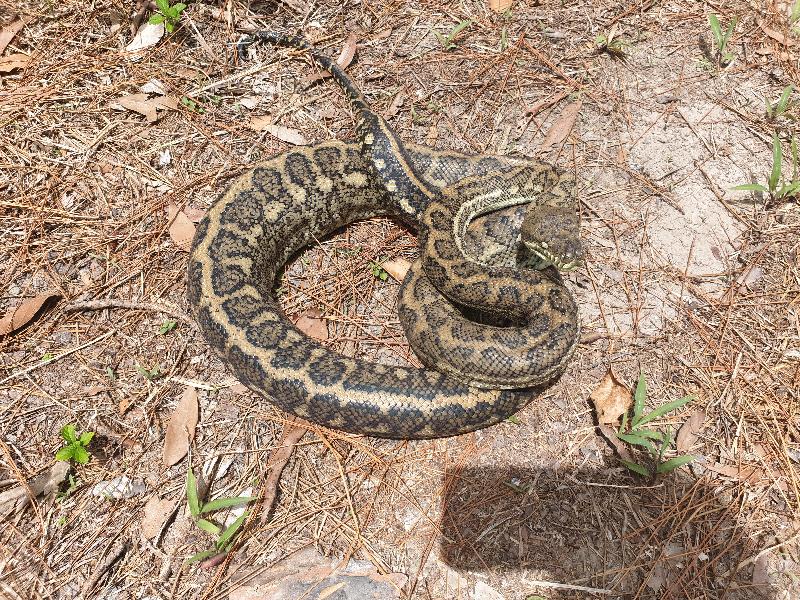 Coastal_Carpet_Python__Morelia_spilota_mcdowelli__602.jpg