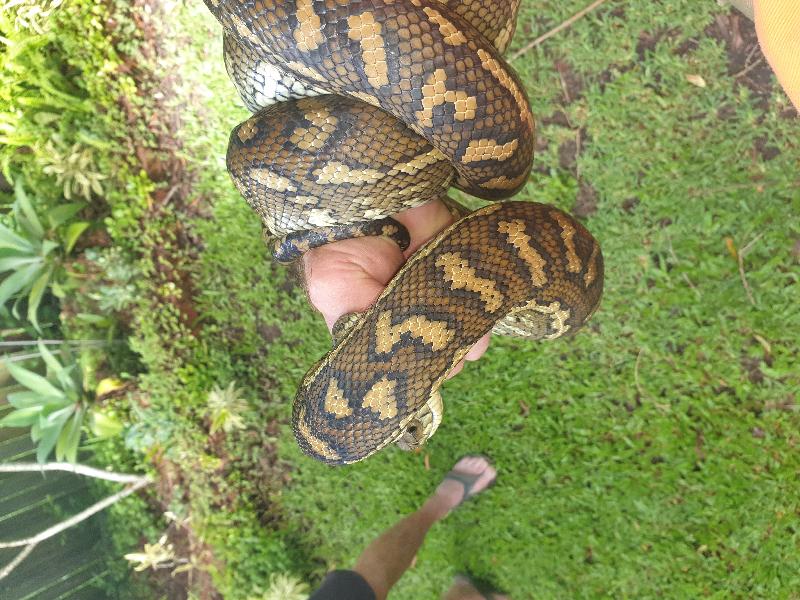 Coastal_Carpet_Python__Morelia_spilota_mcdowelli__605.jpg