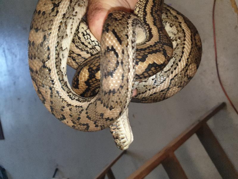 Coastal_Carpet_Python__Morelia_spilota_mcdowelli__616.jpg