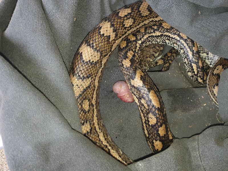 Coastal_Carpet_Python__Morelia_spilota_mcdowelli__619.jpg