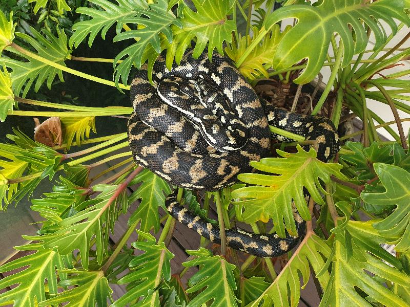 Coastal_Carpet_Python__Morelia_spilota_mcdowelli__628.jpg