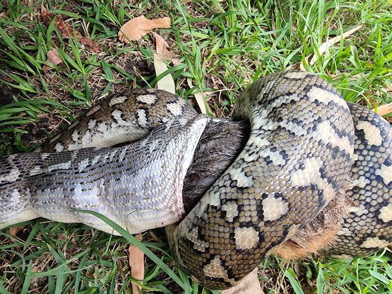 Coastal_Carpet_Python__Morelia_spilota_mcdowelli__663.jpg