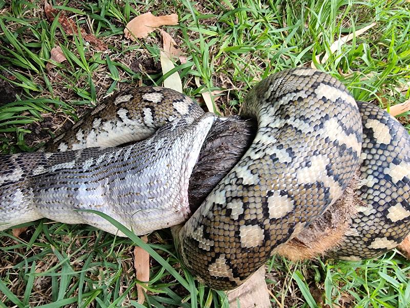 Coastal_Carpet_Python__Morelia_spilota_mcdowelli__664.jpg