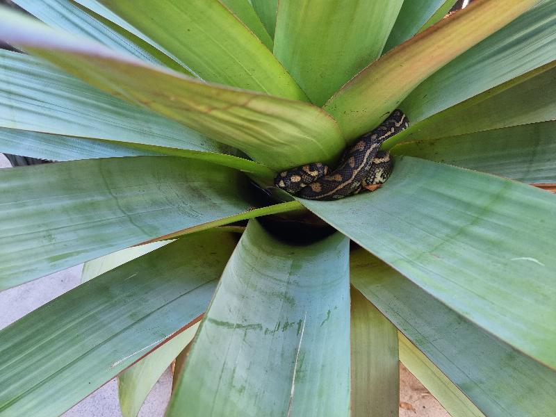 Coastal_Carpet_Python__Morelia_spilota_mcdowelli__667.jpg