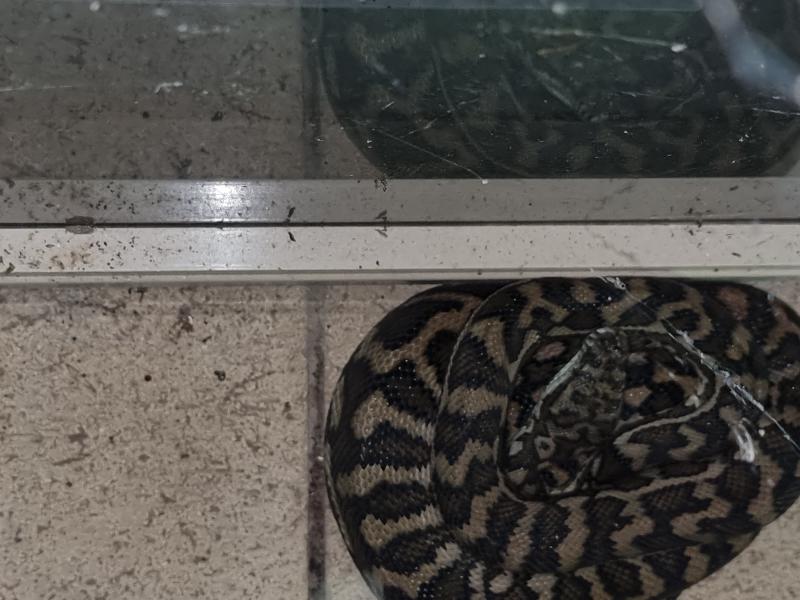 Coastal_Carpet_Python__Morelia_spilota_mcdowelli__681.jpg