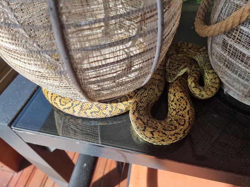 Coastal_Carpet_Python__Morelia_spilota_mcdowelli__688.jpg