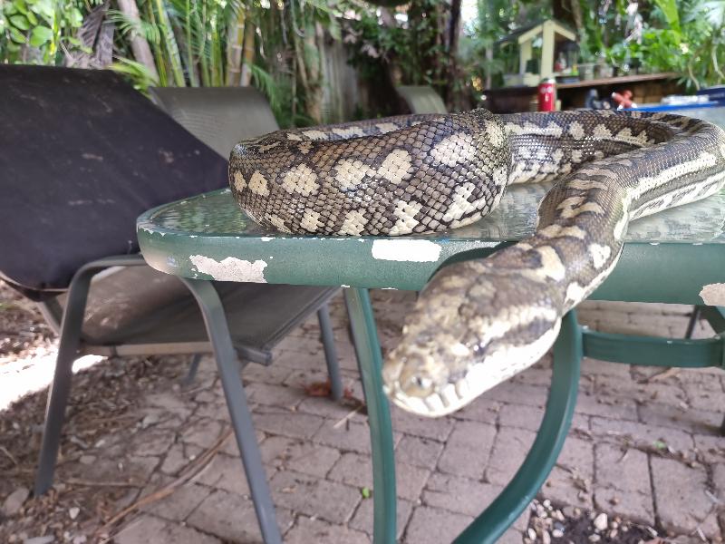 Coastal_Carpet_Python__Morelia_spilota_mcdowelli__698.jpg