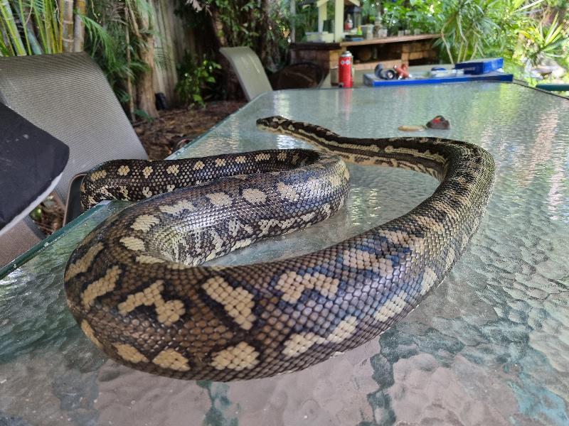 Coastal_Carpet_Python__Morelia_spilota_mcdowelli__699.jpg