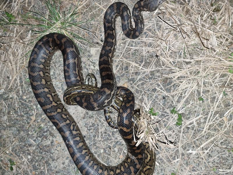 Coastal_Carpet_Python__Morelia_spilota_mcdowelli__713.jpg