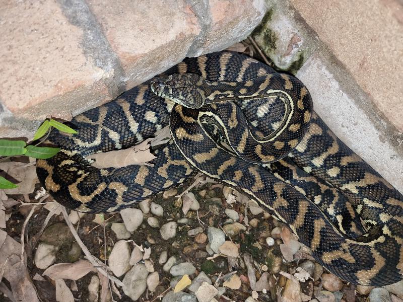 Coastal_Carpet_Python__Morelia_spilota_mcdowelli__725.jpg