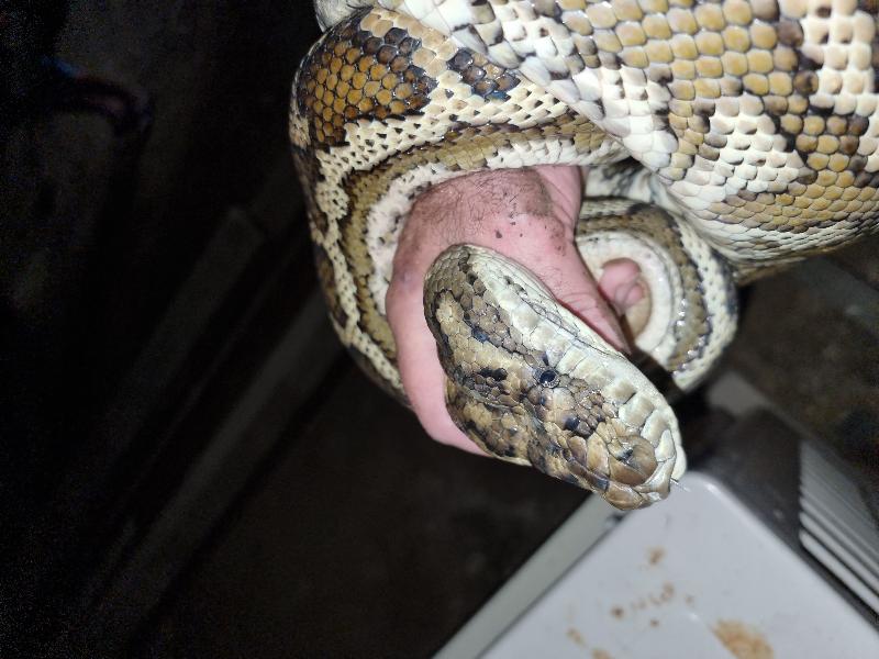 Coastal_Carpet_Python__Morelia_spilota_mcdowelli__732.jpg