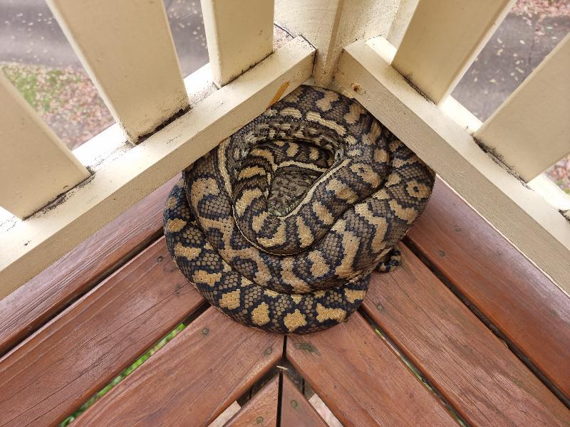 Coastal_Carpet_Python__Morelia_spilota_mcdowelli__741.jpg