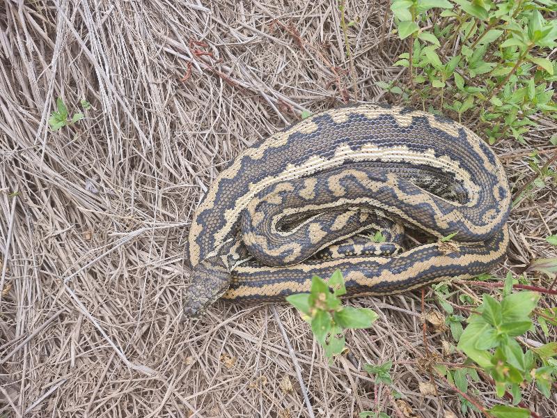 Coastal_Carpet_Python__Morelia_spilota_mcdowelli__742.jpg