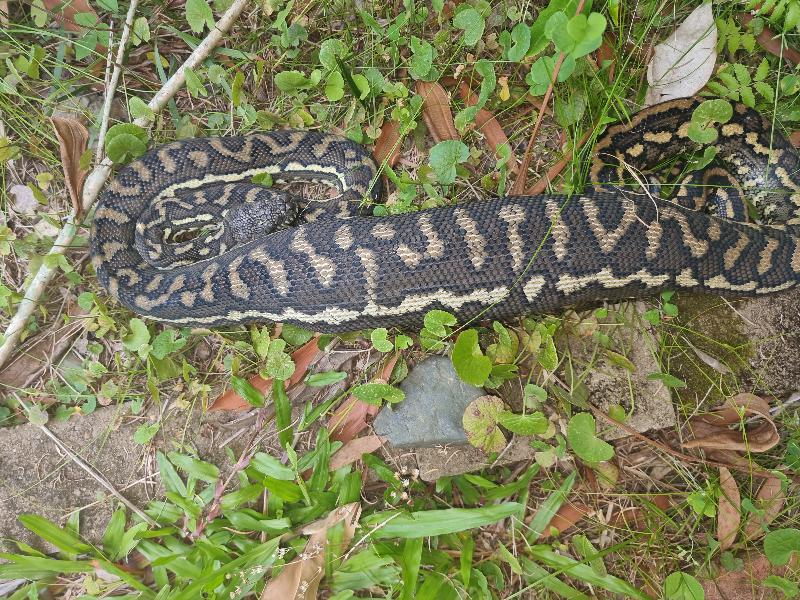 Coastal_Carpet_Python__Morelia_spilota_mcdowelli__748.jpg