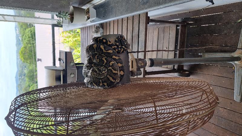 Coastal_Carpet_Python__Morelia_spilota_mcdowelli__782.jpg