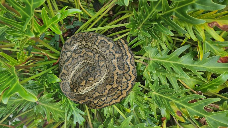 Coastal_Carpet_Python__Morelia_spilota_mcdowelli__784.jpg