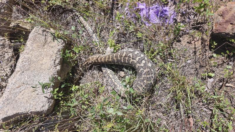 Coastal_Carpet_Python__Morelia_spilota_mcdowelli__790.jpg