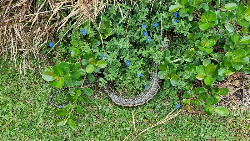 Coastal_Carpet_Python__Morelia_spilota_mcdowelli__819.jpg