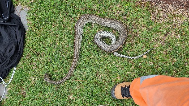 Coastal_Carpet_Python__Morelia_spilota_mcdowelli__820.jpg