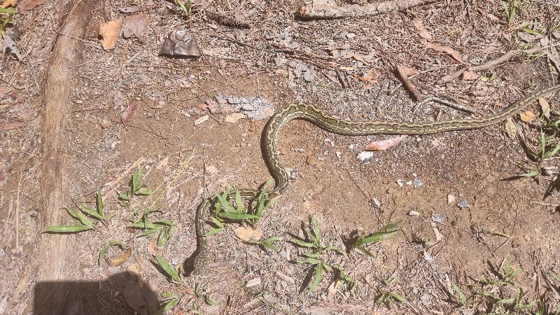 Coastal_Carpet_Python__Morelia_spilota_mcdowelli__827.jpg