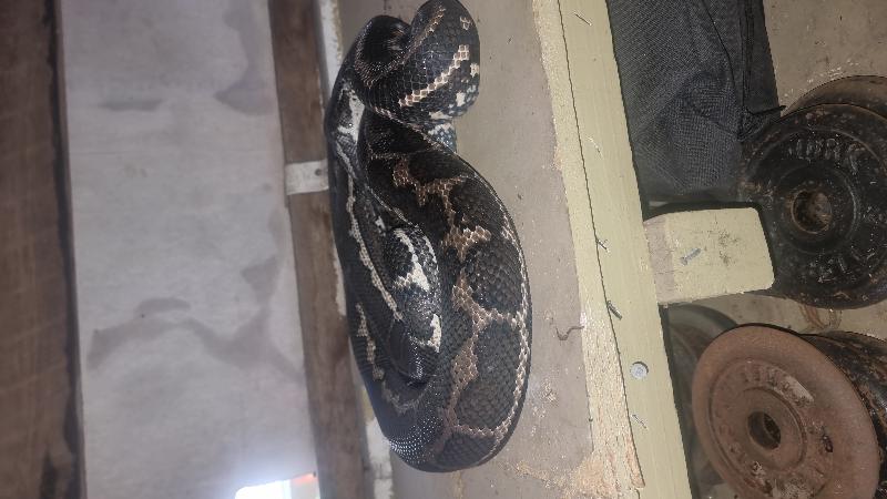 Coastal_Carpet_Python__Morelia_spilota_mcdowelli__841.jpg