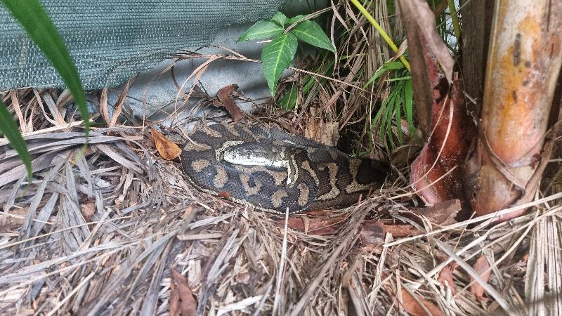 Coastal_Carpet_Python__Morelia_spilota_mcdowelli__851.jpg