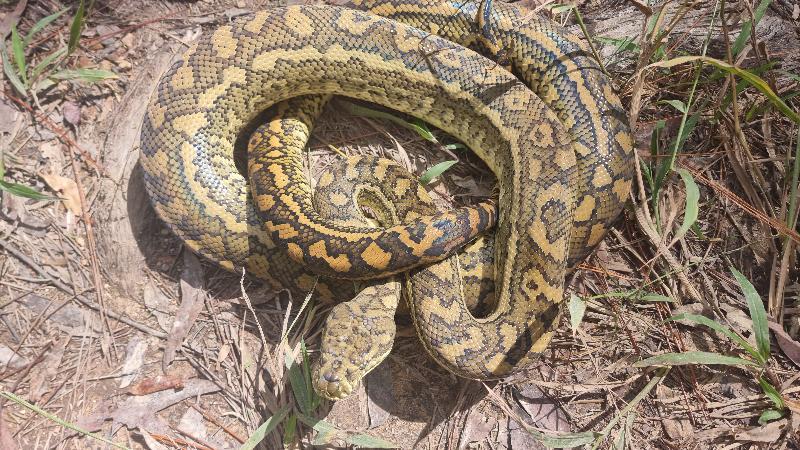 Coastal_Carpet_Python__Morelia_spilota_mcdowelli__852.jpg