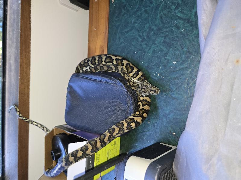 Coastal_Carpet_Python__Morelia_spilota_mcdowelli__856.jpg