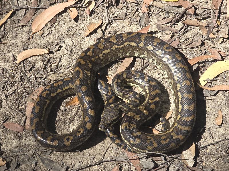 Coastal_Carpet_Python__Morelia_spilota_mcdowelli__866.jpg