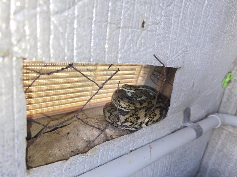 Coastal_Carpet_Python__Morelia_spilota_mcdowelli__867.jpg