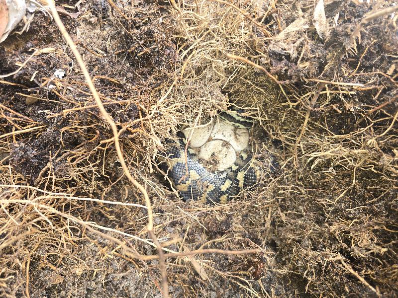 Coastal_Carpet_Python__Morelia_spilota_mcdowelli__869.jpg