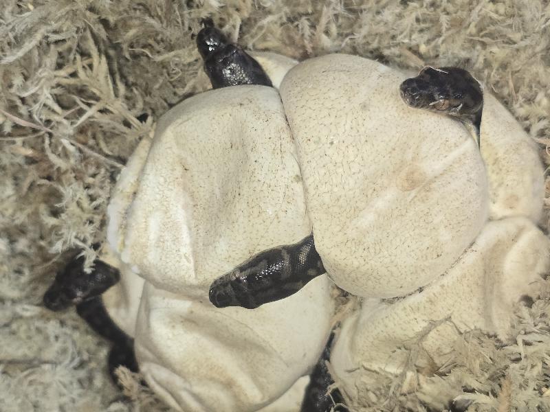 Coastal_Carpet_Python__Morelia_spilota_mcdowelli__870.jpg