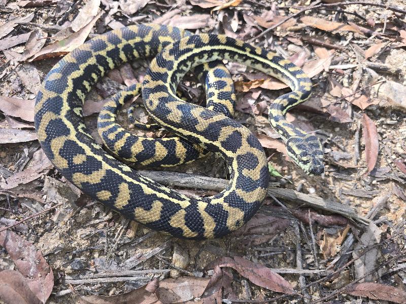 Coastal_Carpet_Python__Morelia_spilota_mcdowelli__871.jpg