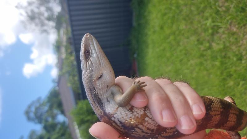 Common_Blue-Tongued_Skink__Tiliqua_scincoides__052.jpg