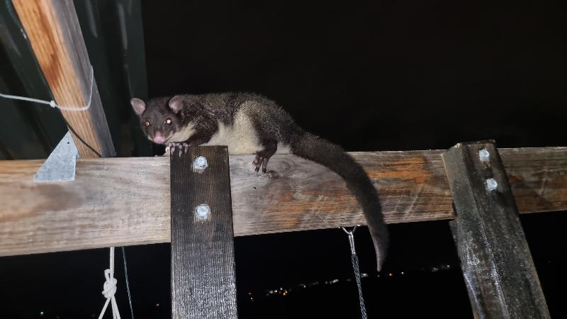 Common_Brushtail_Possum__Trichosurus_vulpecula__015.jpg