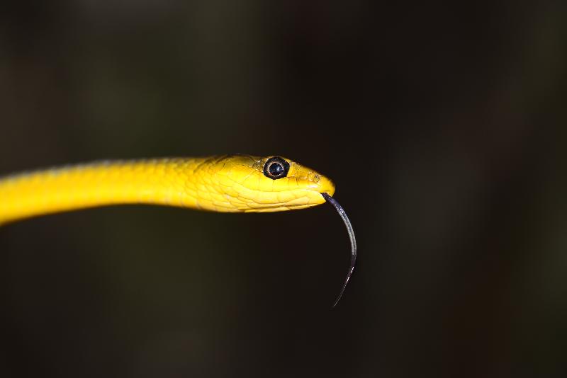 Common_Tree_Snake__Dendrelaphis_Punctulatus__072.jpg