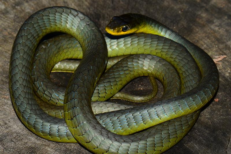 Common_Tree_Snake__Dendrelaphis_Punctulatus__074.jpg