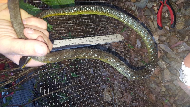 Common_Tree_Snake__Dendrelaphis_Punctulatus__091.jpg